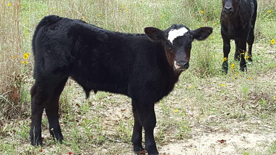 Oak Ridge Ranch - Oak Ridge Ranch added a new photo.