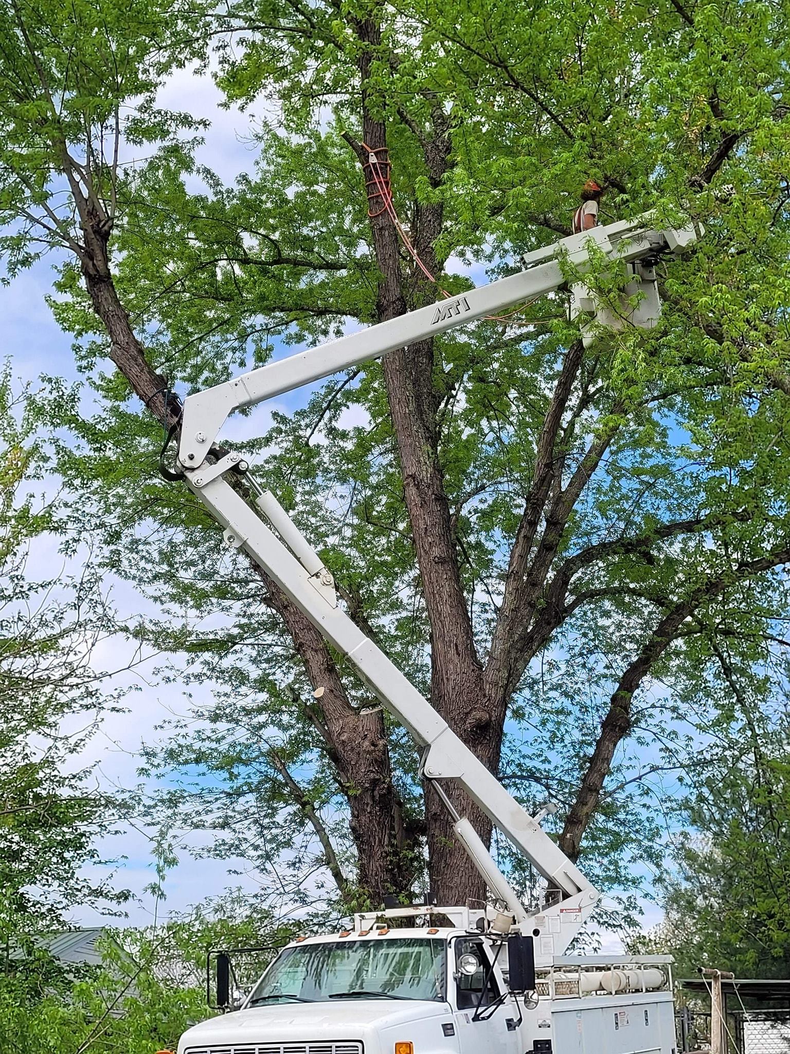 Murphy Tree Management & Removal