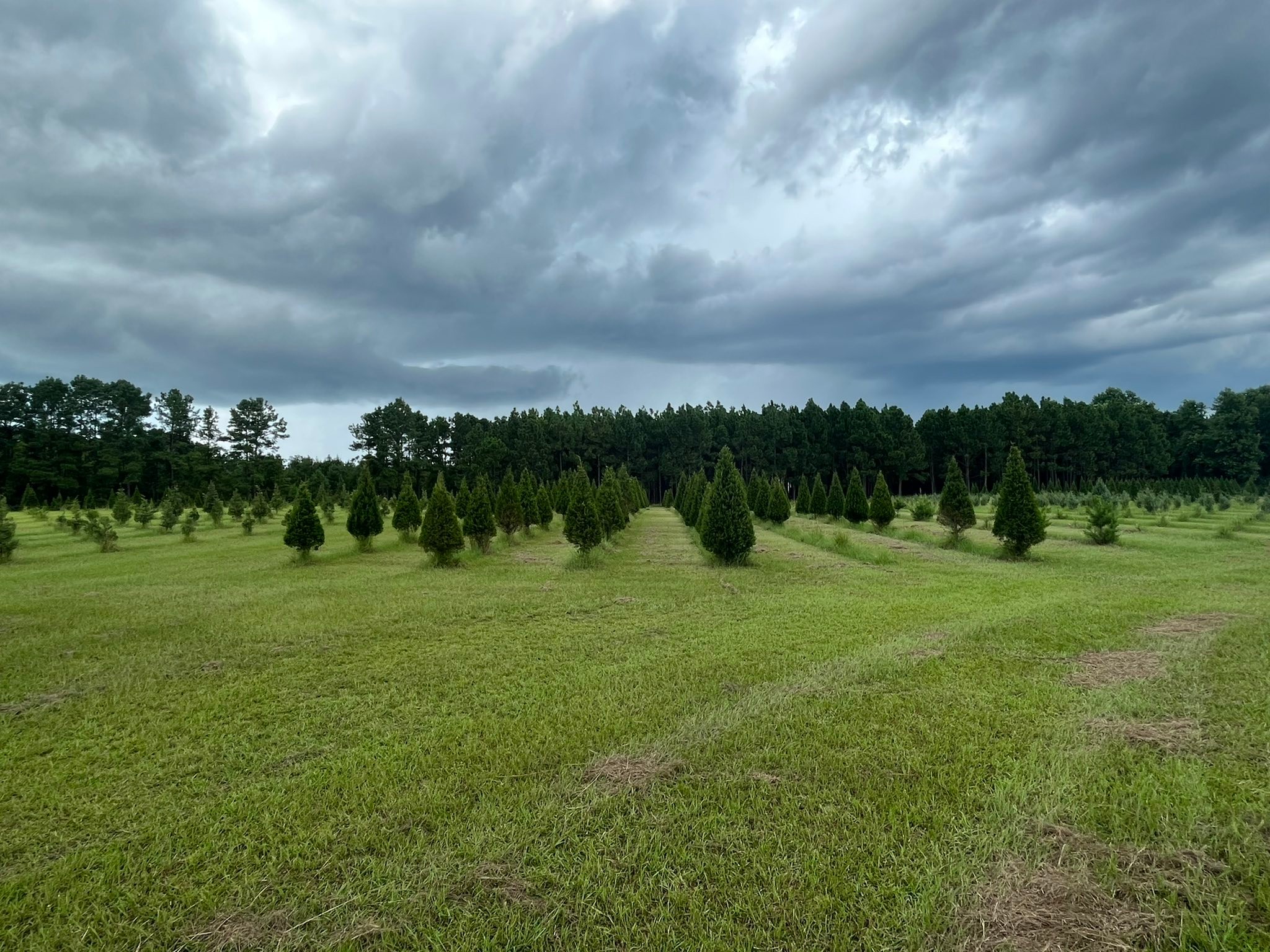 Booth's Christmas Tree Farm | Conway SC