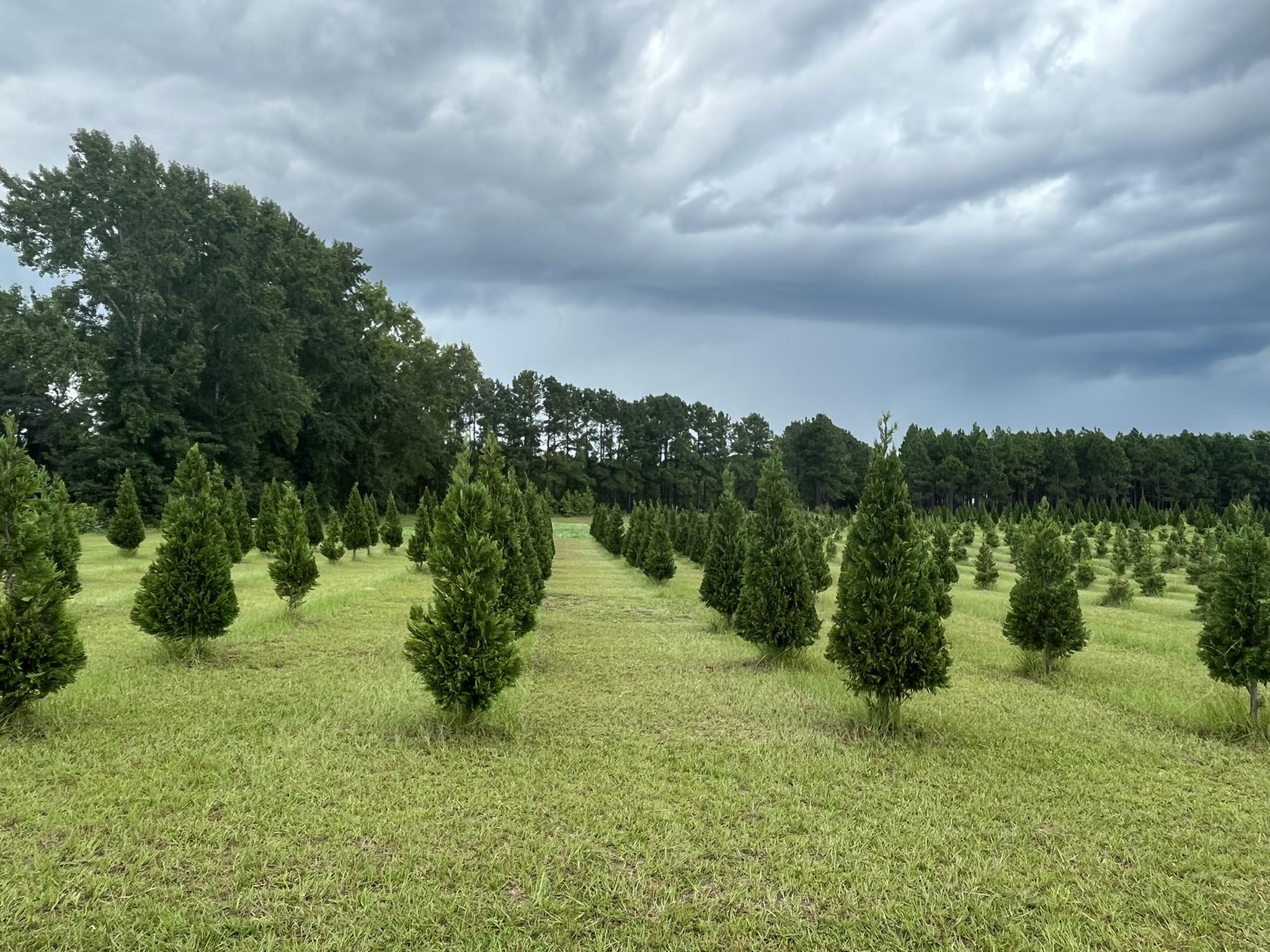 Booth's Christmas Tree Farm | Conway SC