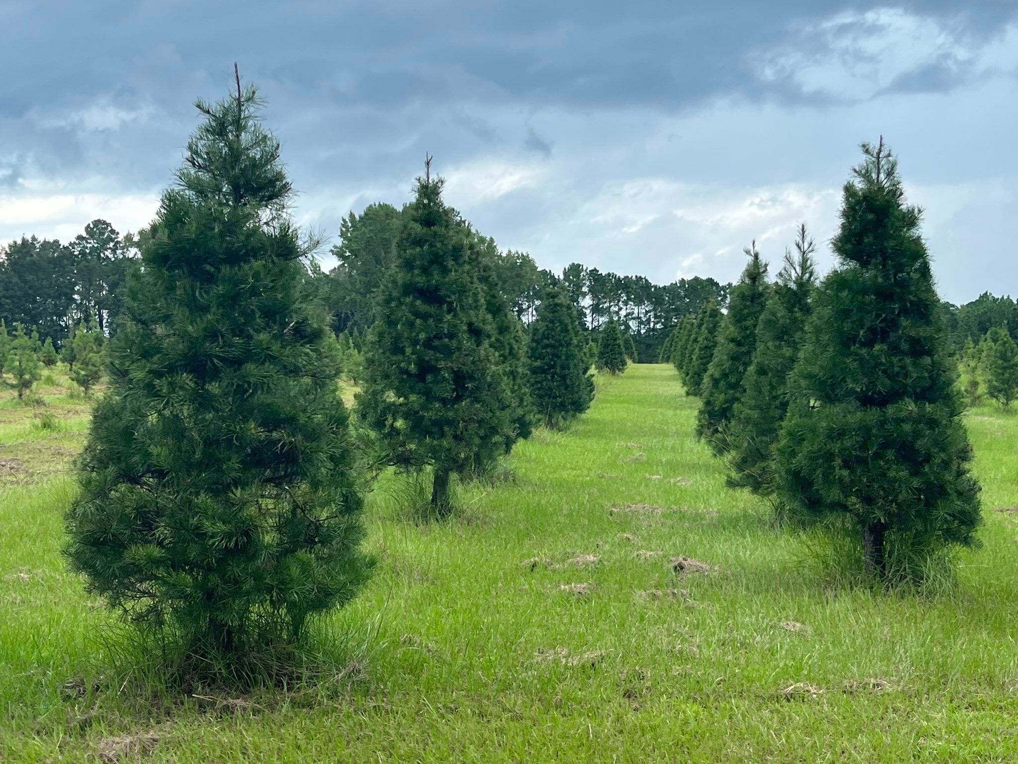 Booth's Christmas Tree Farm | Conway SC