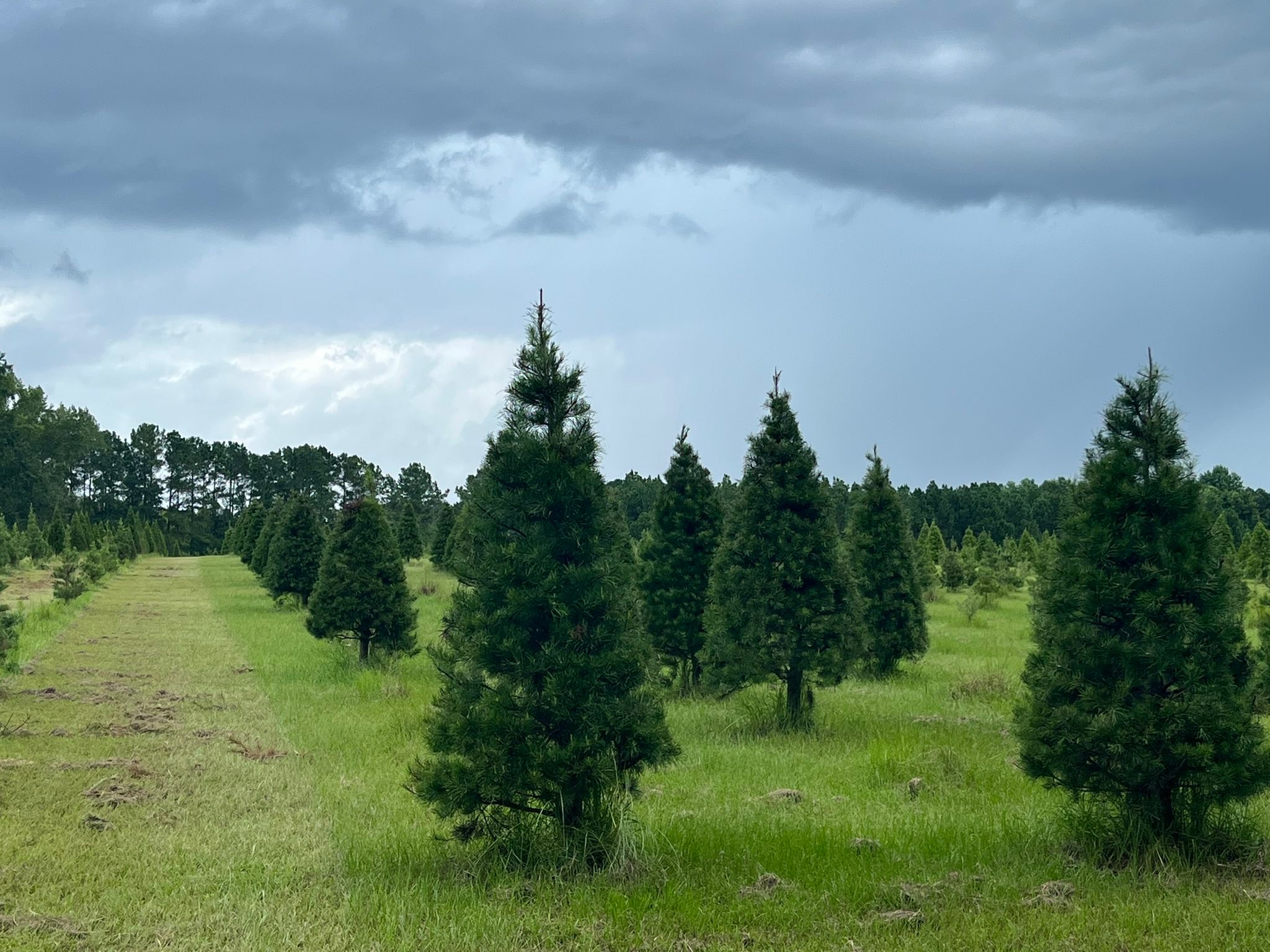 Booth's Christmas Tree Farm | Conway SC