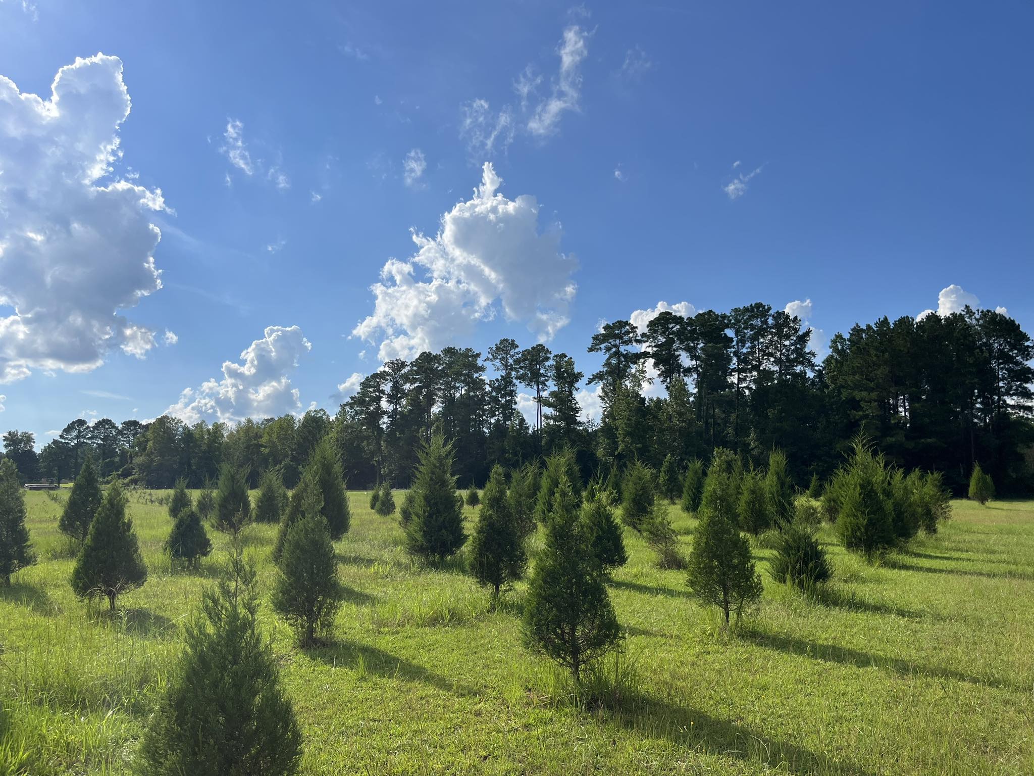 Booth's Christmas Tree Farm | Conway SC