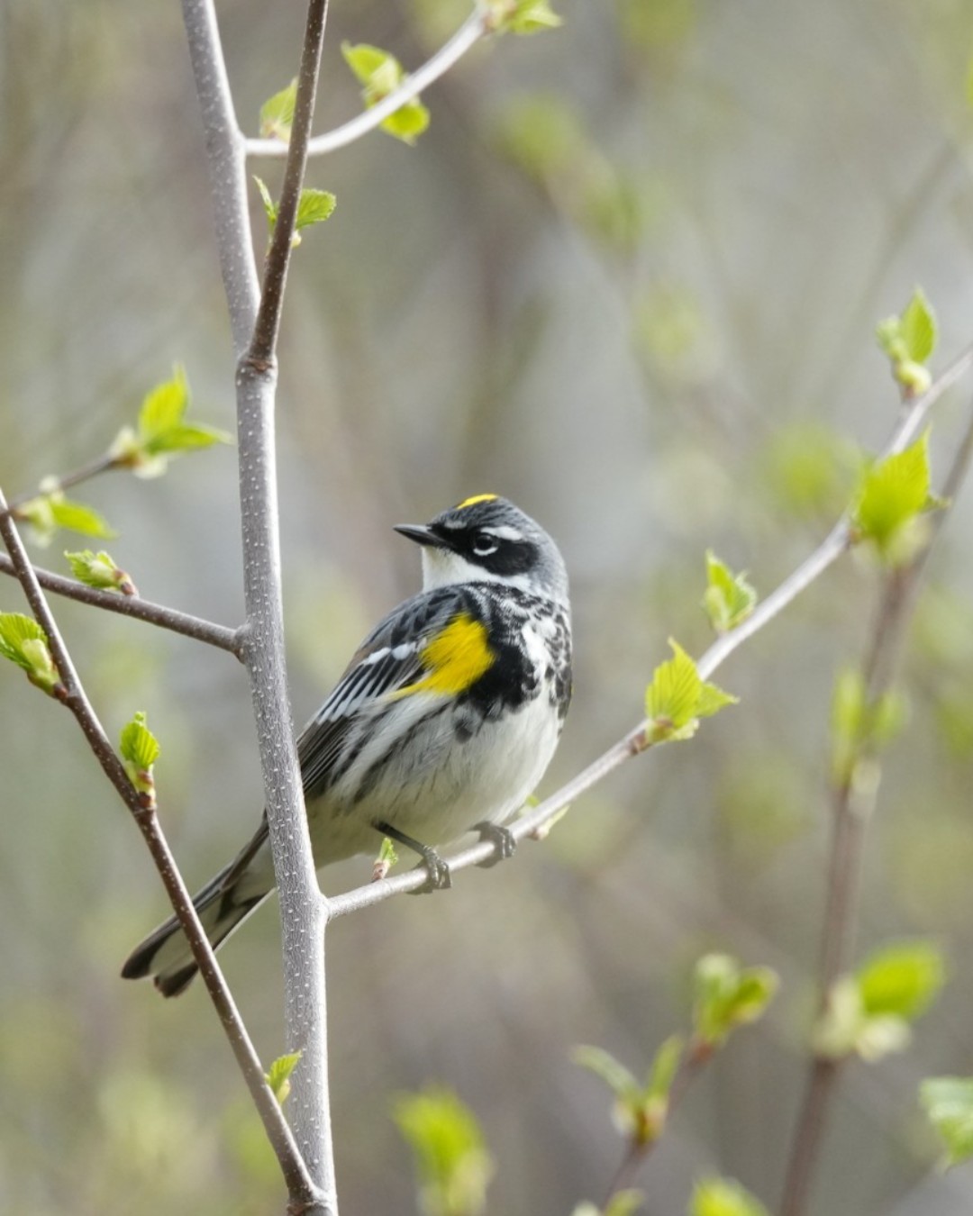 Canadian Wildlife Federation / Fédération canadienne de la faune - CWF ...