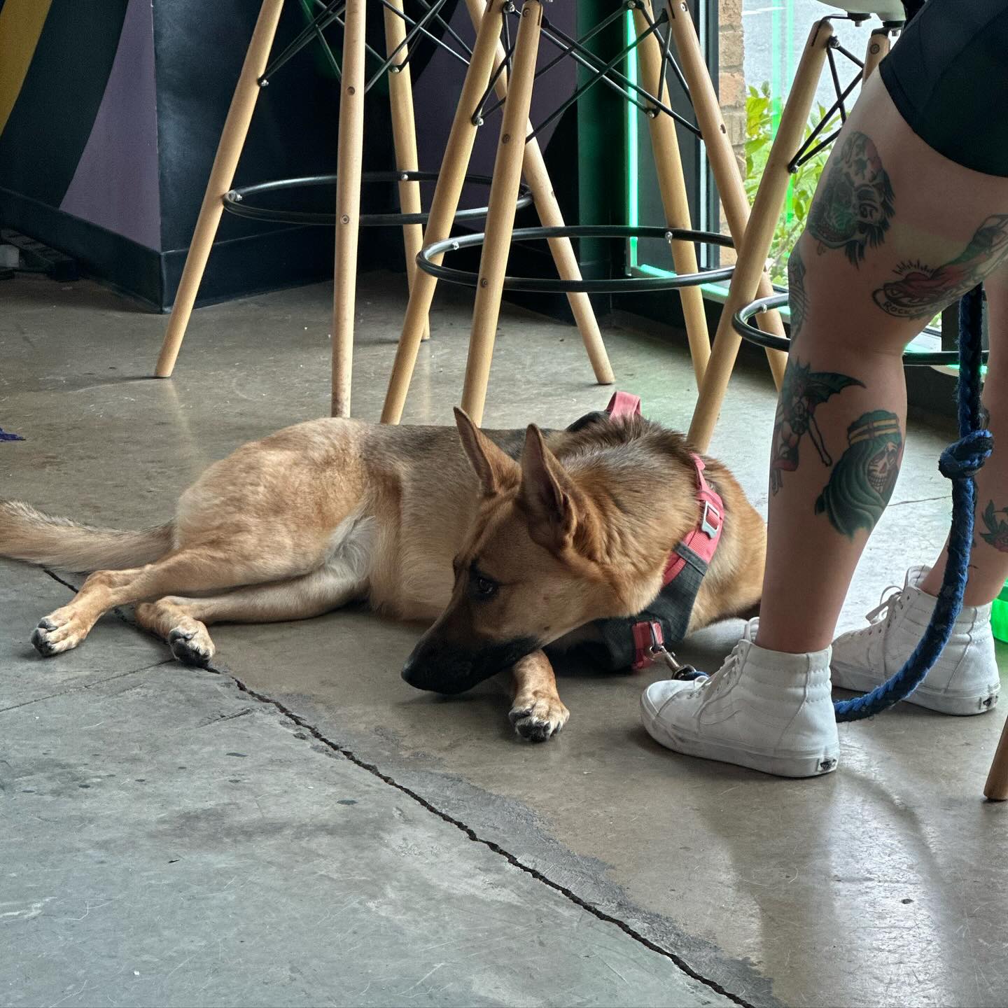 EmBark Dog Training