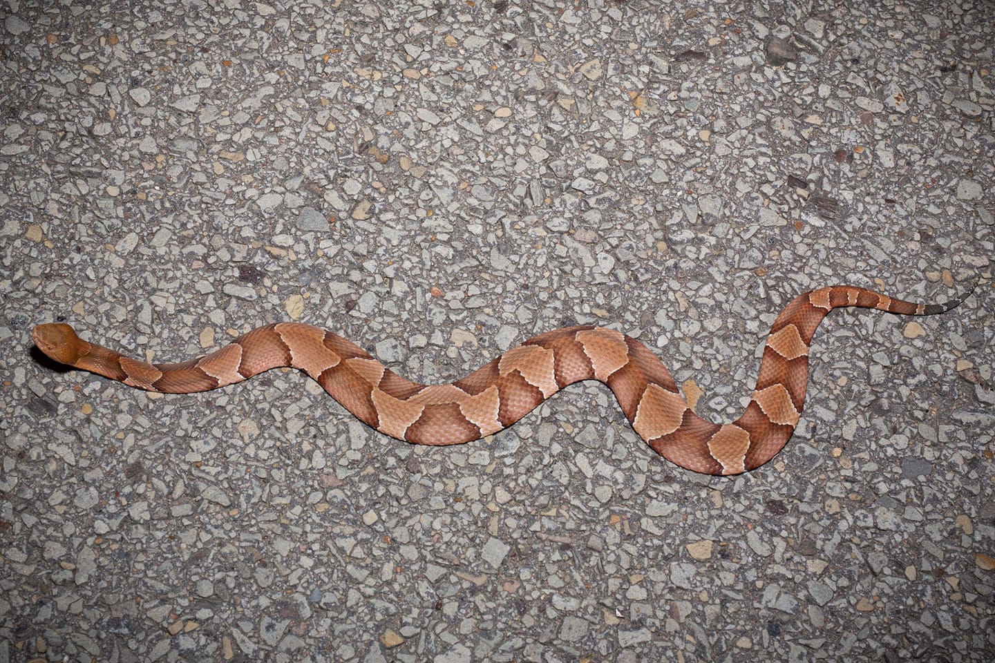 The Copperhead Den - A stunning, integrated copperhead...this specimen ...