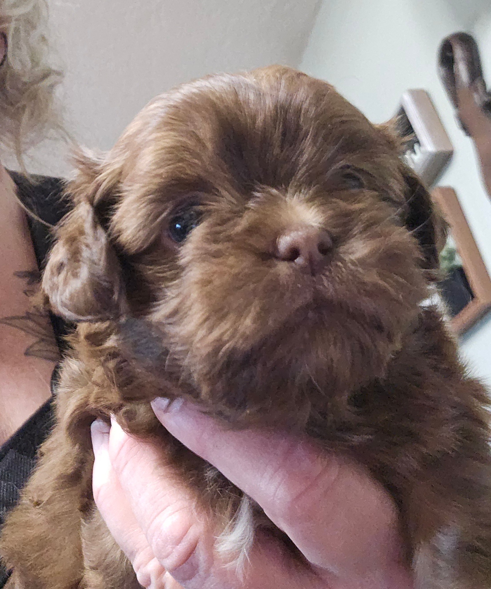 Tiny Tzu Mighty Shih Tzu's... - Tiny Tzu Mighty Shih Tzu's