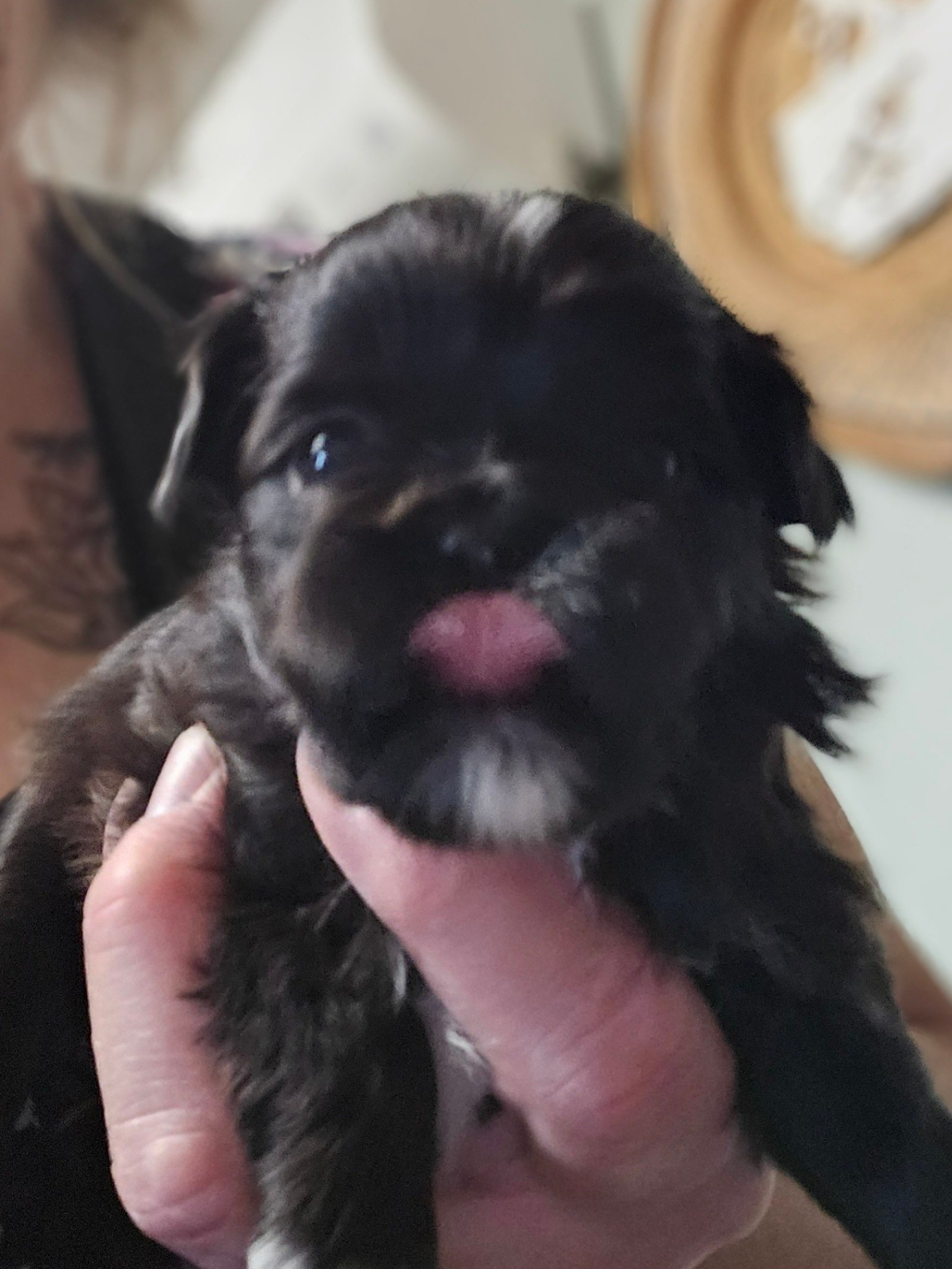 Tiny Tzu Mighty Shih Tzu's... - Tiny Tzu Mighty Shih Tzu's