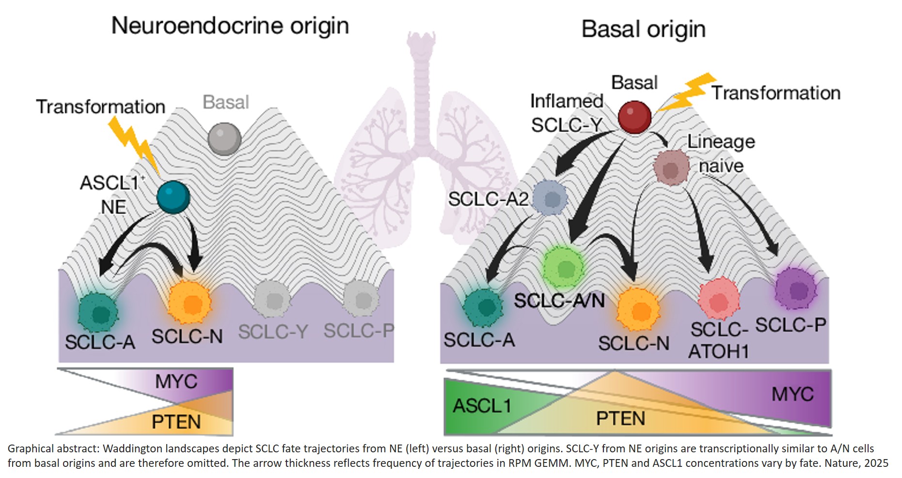 Science Mission - Basal stem-like cells identified as... | Facebook
