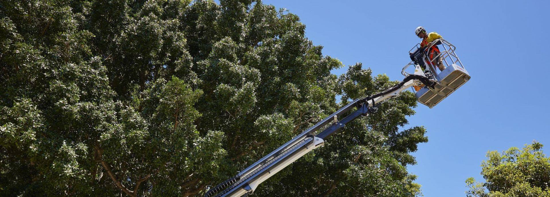 Trees WA - Tree Cutting, Removal, Lopping, Pruning & More | Perth WA