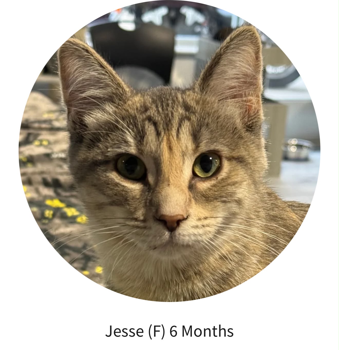 Rosie's Kitty Catfé added a new photo. - Rosie's Kitty Catfé
