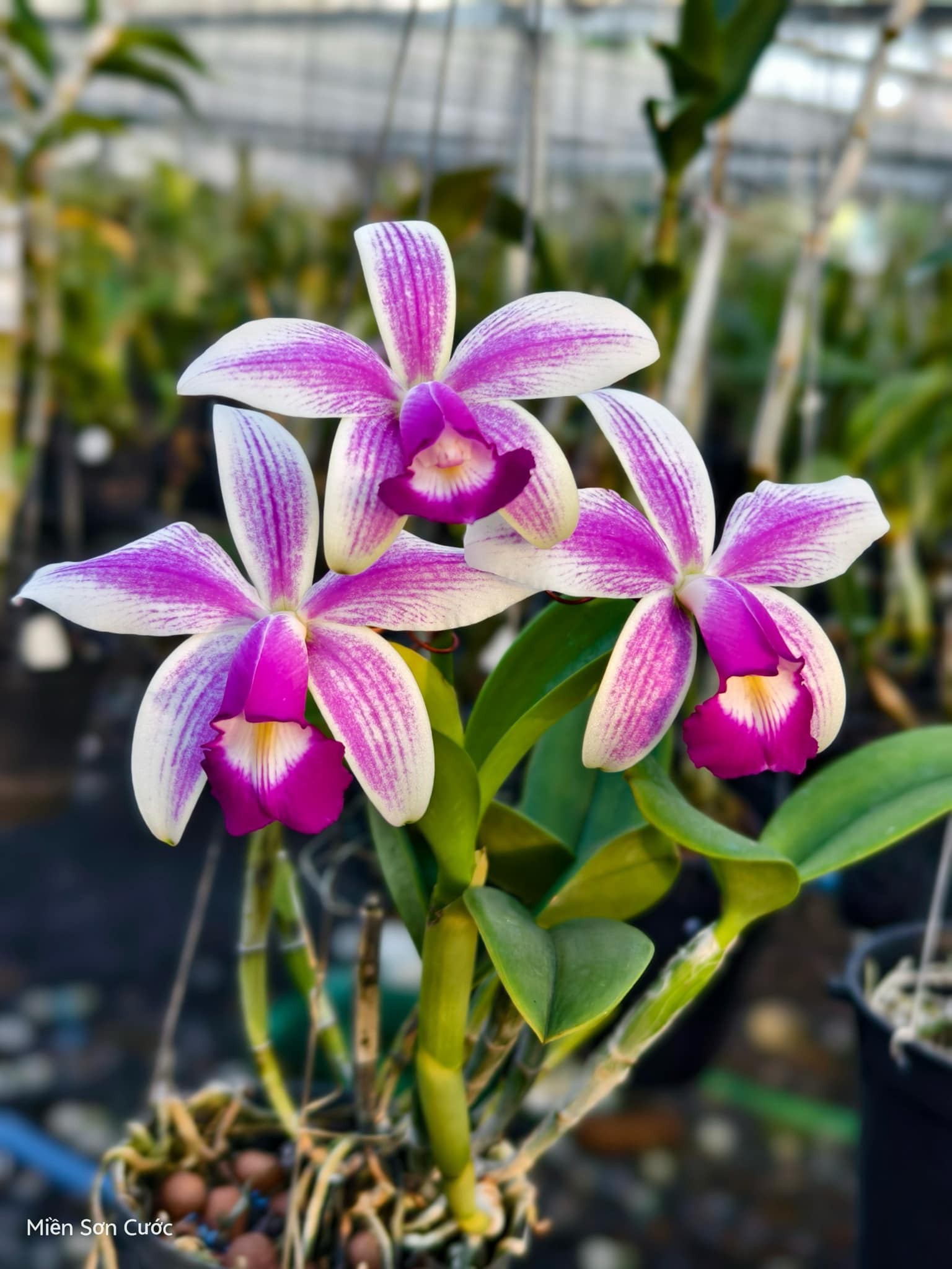 洋蘭 原種 カトレア C. wallisii semi-alba flamea 洋蘭 原種 カトレア