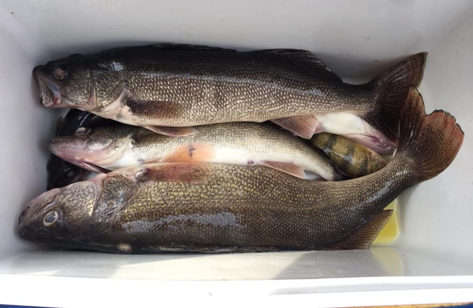 Duck-N-Drake - Beautiful fish caught on a 1/8oz jig... | Facebook
