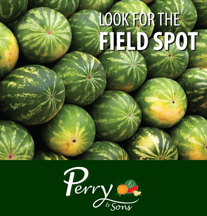 Perry - Sun Screen Day – What causes the “yellow” spot on watermelons ...