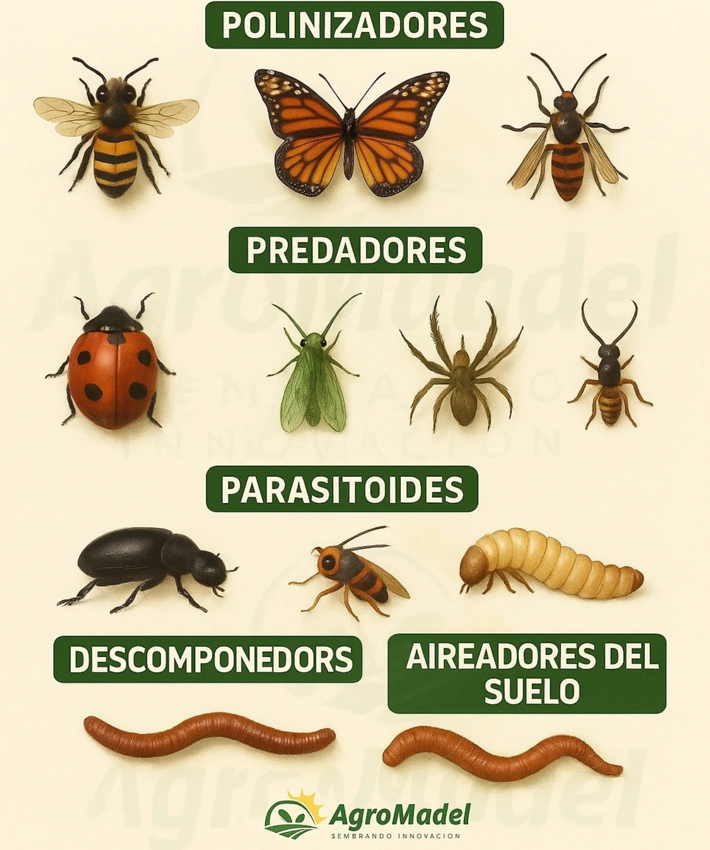 agromadel_ - 🌿 Héroes anónimos de la naturaleza: Insectos útiles en la ...