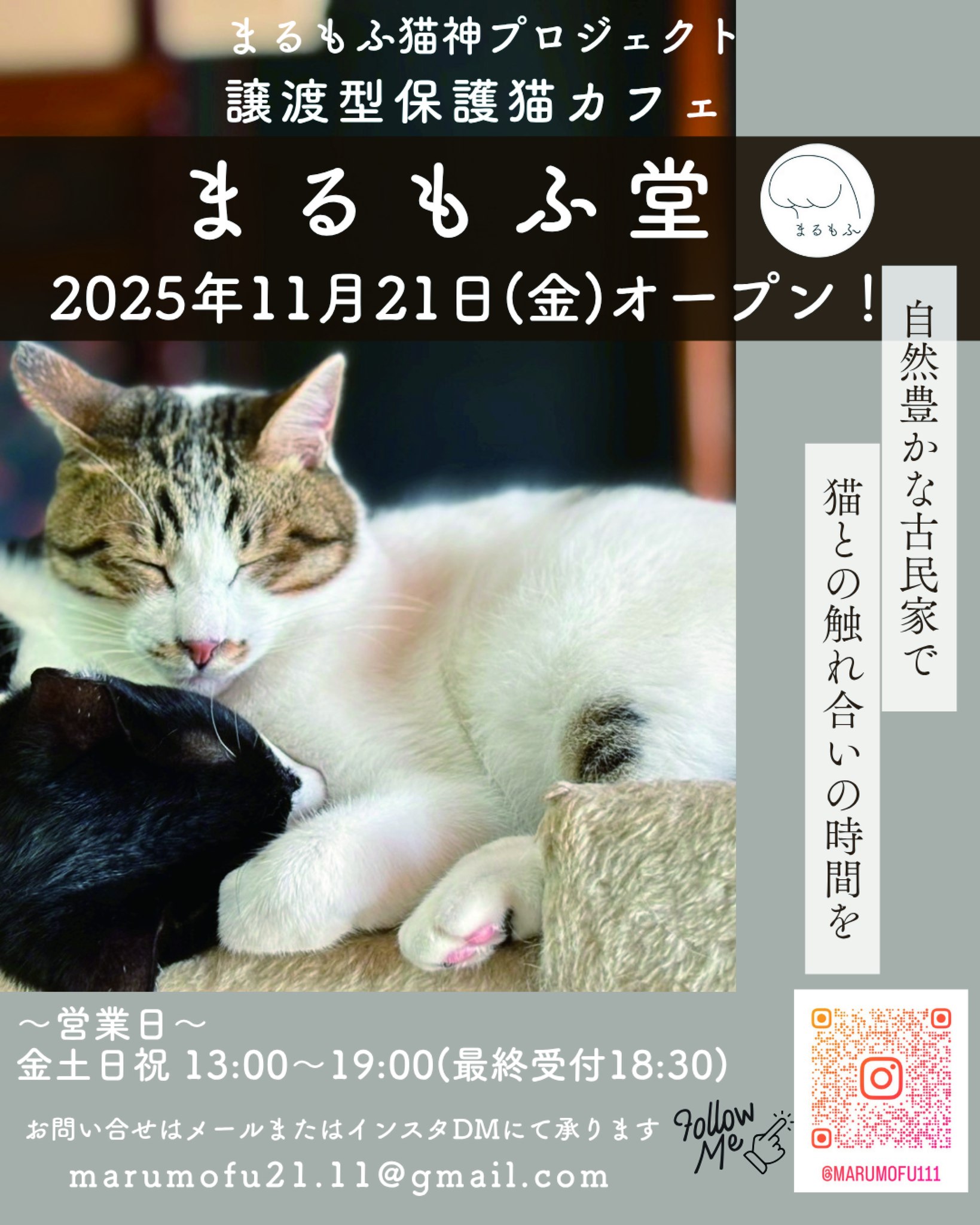 猫が招く幸せの町へ✨～猫神様が住む町に譲渡型保護猫カフェ✨が11月