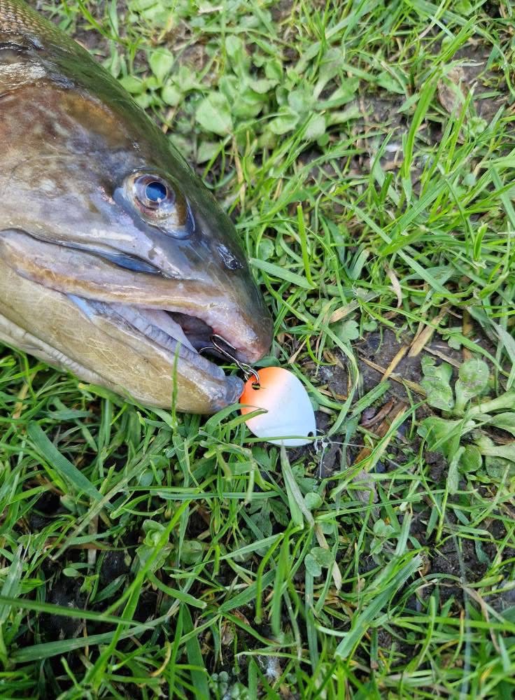 Fishnote