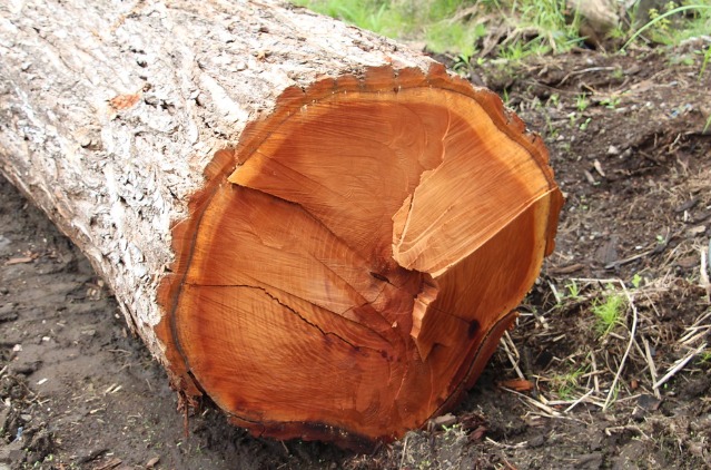 Forestmania - 🌳𝐌𝐚𝐡𝐨𝐧𝐮𝐥, 𝐥𝐞𝐦𝐧 𝐝𝐞 𝐯𝐚𝐥𝐨𝐚𝐫𝐞 𝐌𝐚𝐡𝐨𝐧𝐮𝐥, 𝑆𝑤𝑖𝑒𝑡𝑒𝑛𝑖𝑎 𝑚𝑎𝑐𝑟𝑜𝑝ℎ𝑦𝑙𝑙𝑎 ...