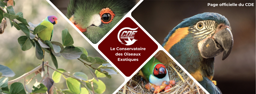 cde-conservatoire-des-oiseaux-exotiques