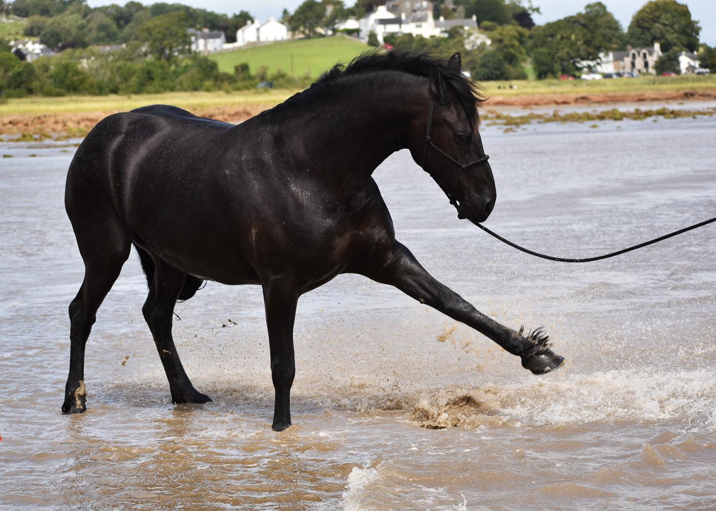 The Friesian - Shake a leg. Maaike. 📸 George Kitching #blackhorse # ...