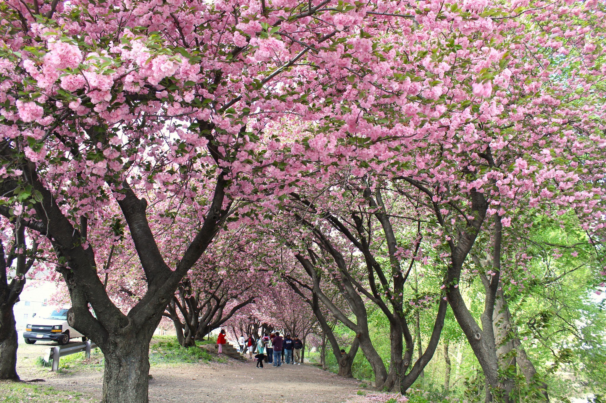 Hot Springs celebrates spring with Okame cherry blossoms