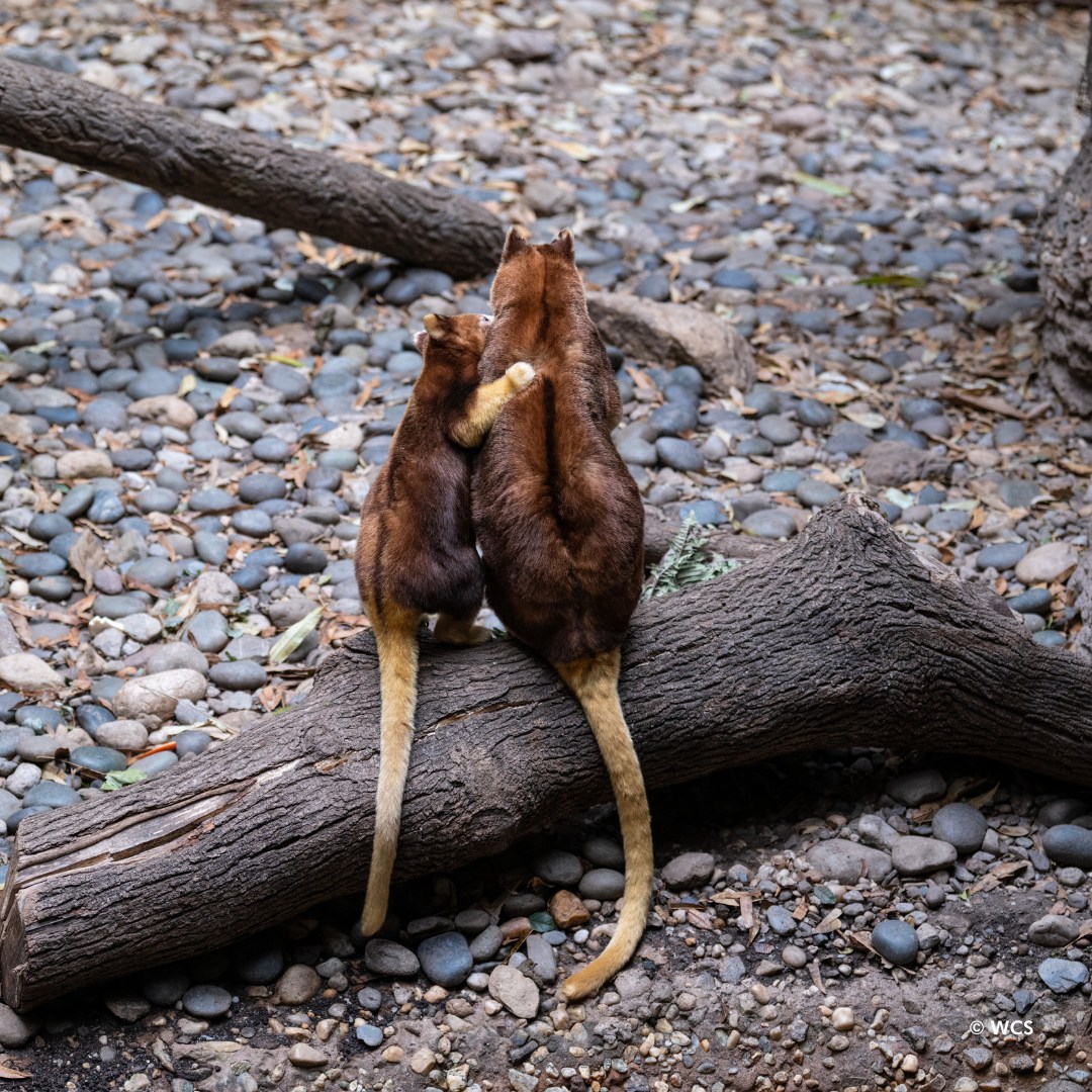 Tree Roo Rescue and Conservation Centre Ltd