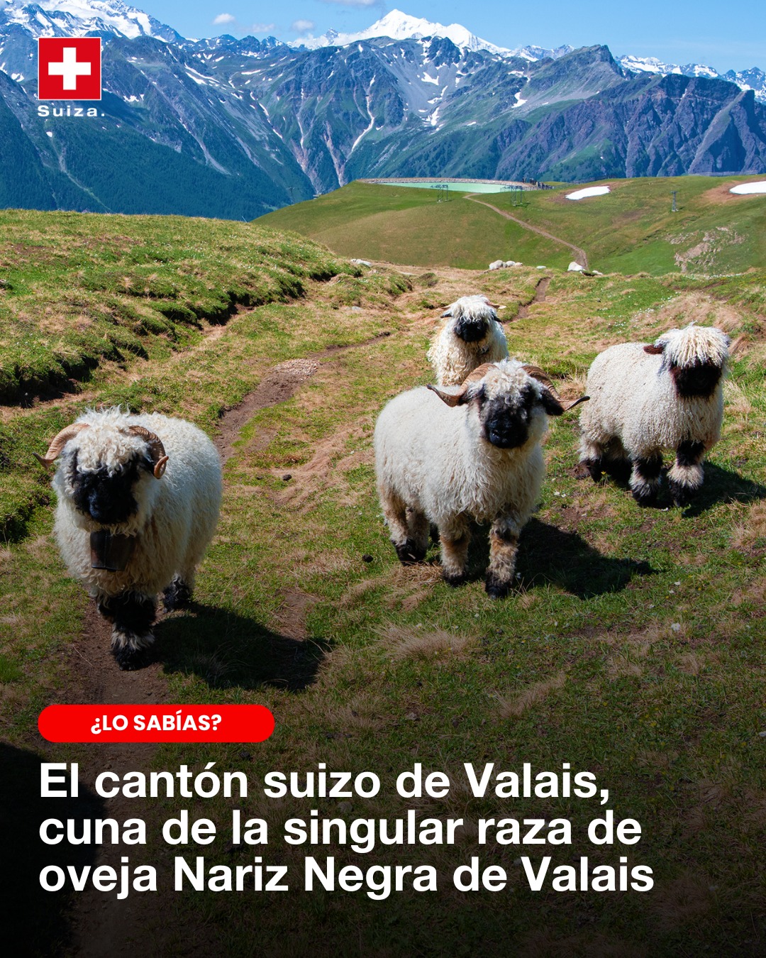 Embajada - ¿Alguna vez has oído hablar de la raza de oveja Valais de ...