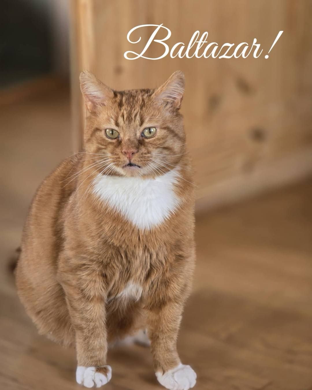 Kattens - Heisann, husker dere meg? BALTAZAR 💙 Nå leter jeg etter et ...