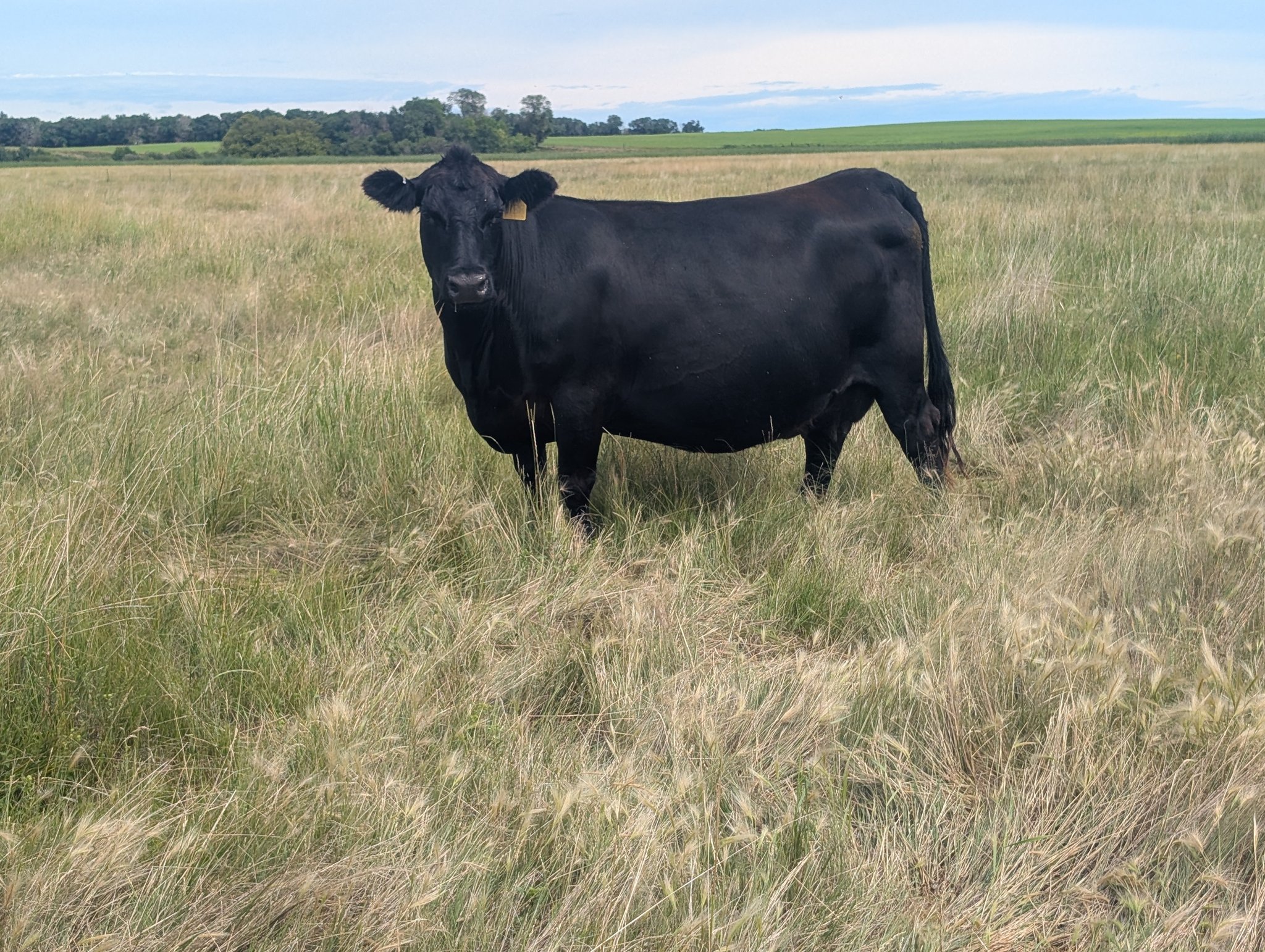 McCumber Angus Ranch | Rolette ND