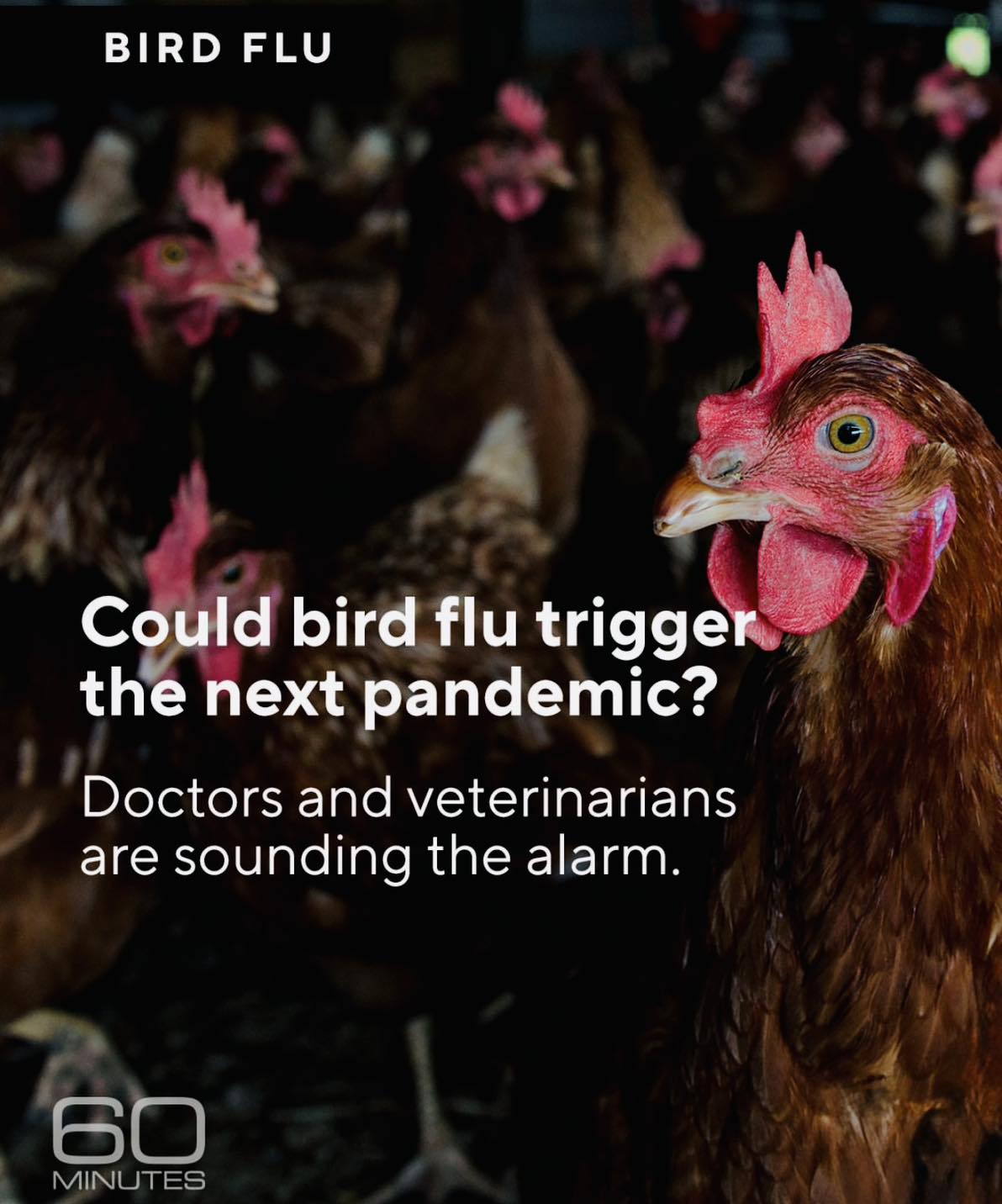 Bird flu has been circling the globe... - United Humanists | Facebook