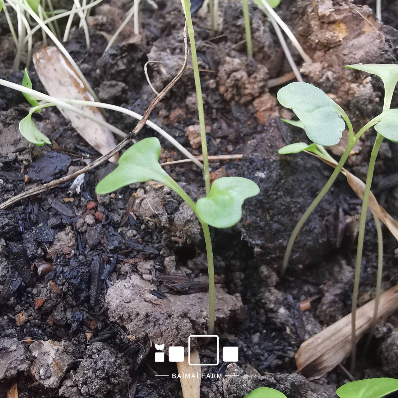 Baimai Farm - อรุณสวัสดิ์เช้าวันจันทร์ สู้ๆนะทุกคน... | Facebook
