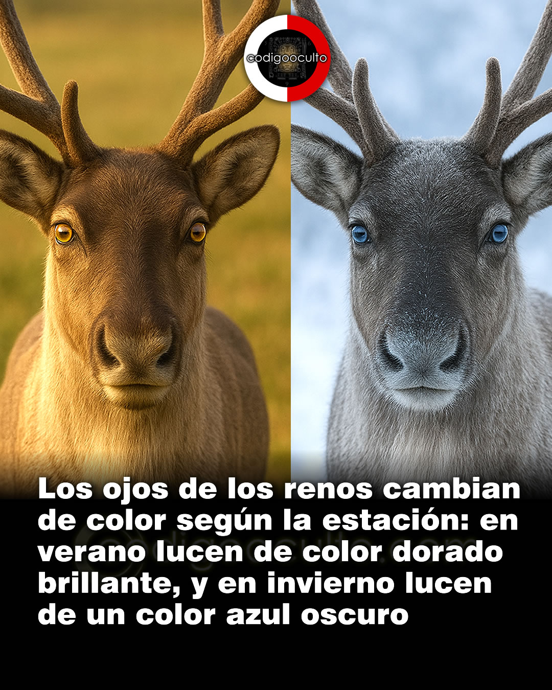 CODIGO - Los renos (Rangifer tarandus), cambian de color según la ...