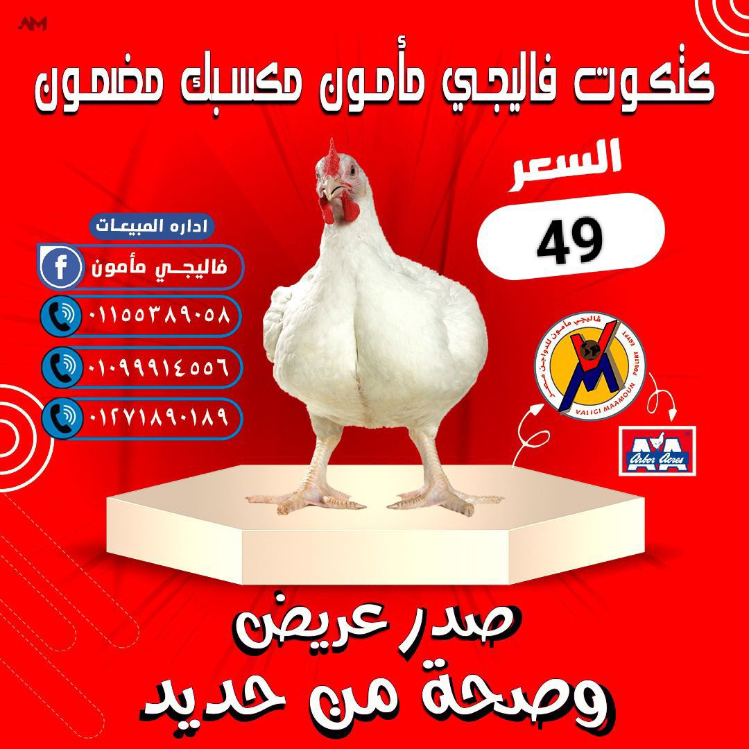 اليوم السبت 4/26 كتكوت فاليجى مأمون أصبح للجودة عنوان ( الثقة والجودة ...