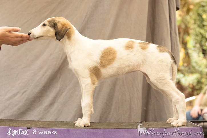 Saxafrax Borzoi