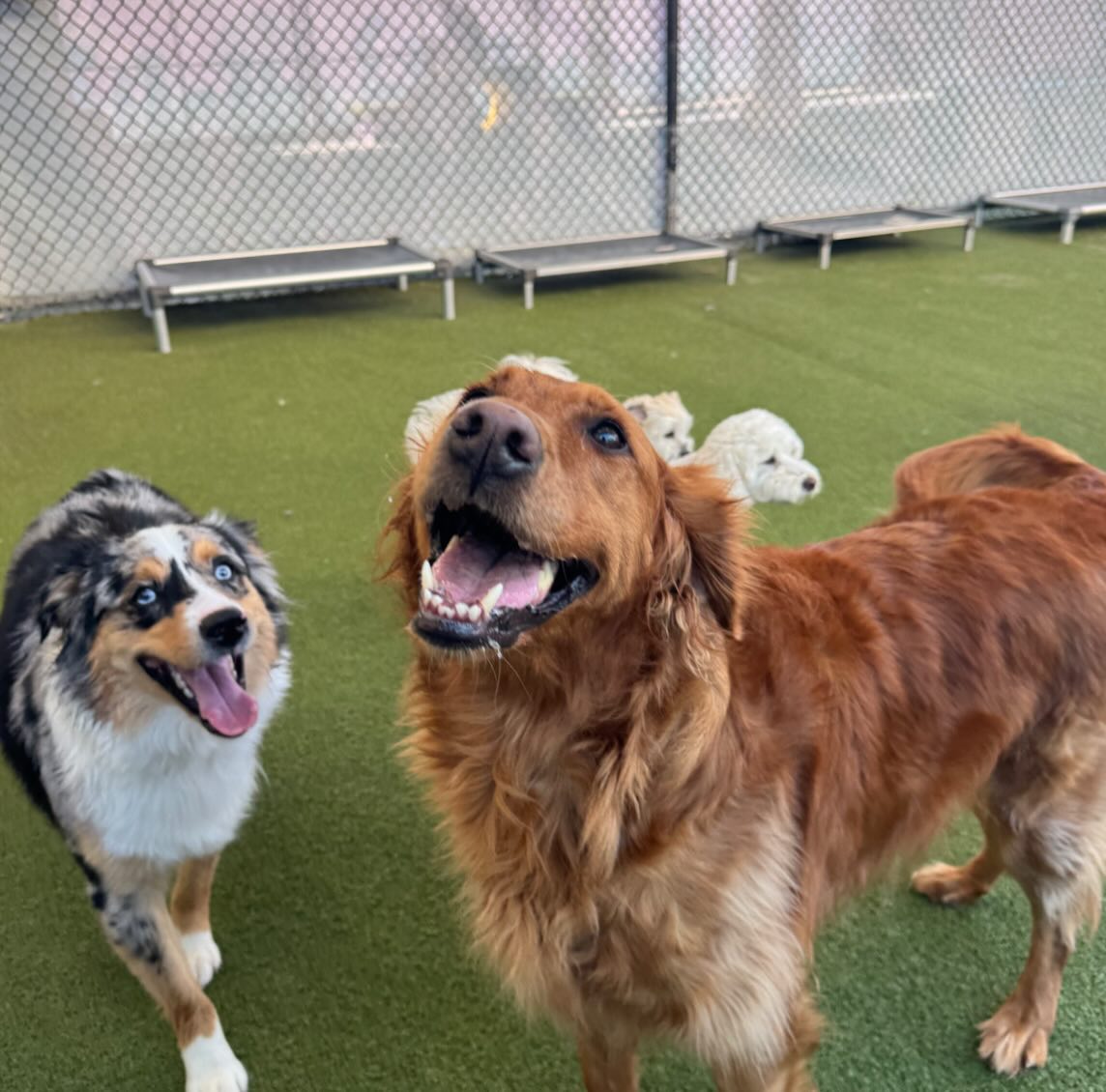 Beaches Jet Set Pets | Jacksonville Beach FL