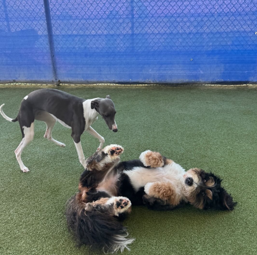 Beaches Jet Set Pets | Jacksonville Beach FL