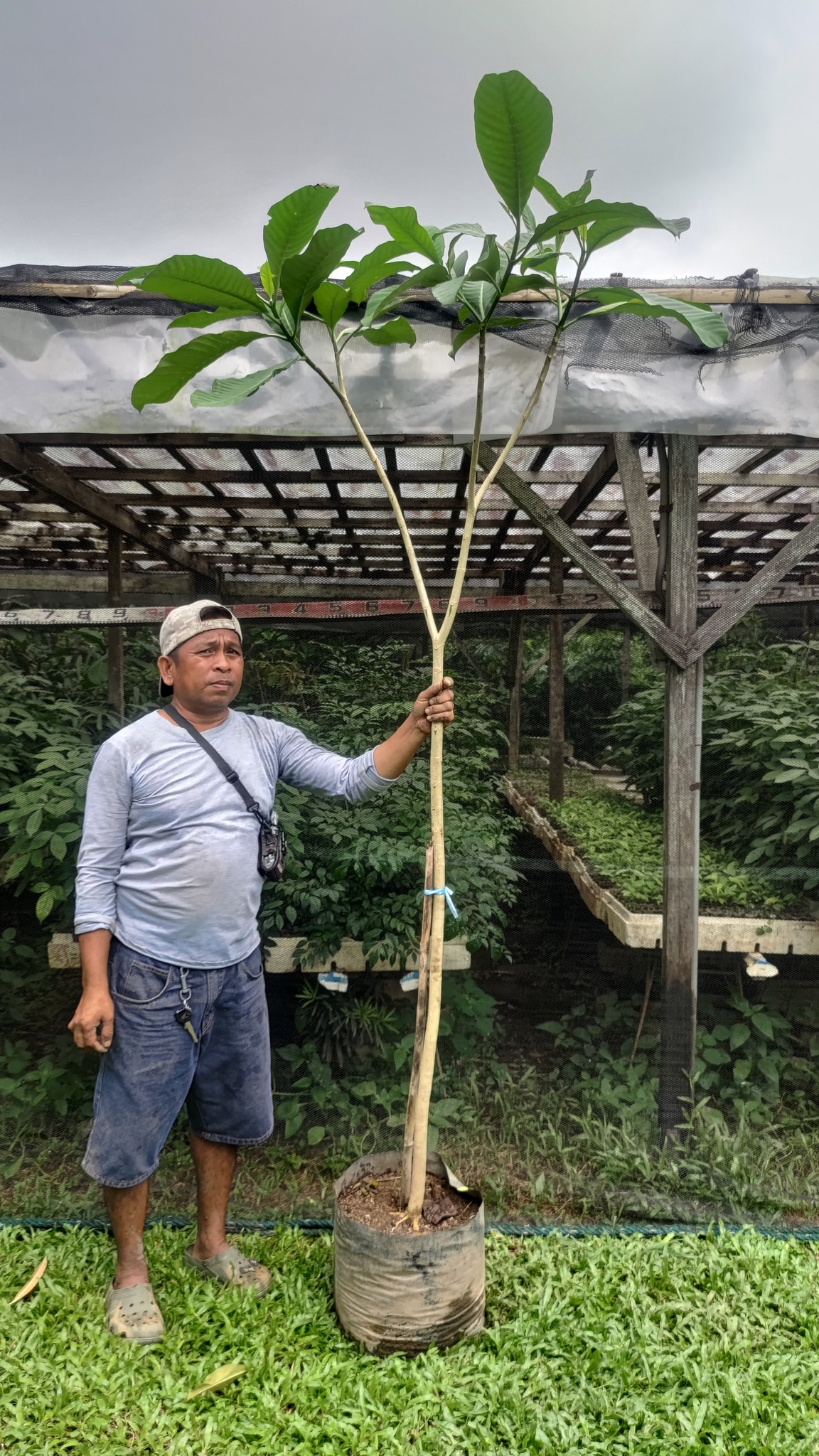 December 7 In Stock: Bayag-usa or... - Cainta Plant Nursery | Facebook