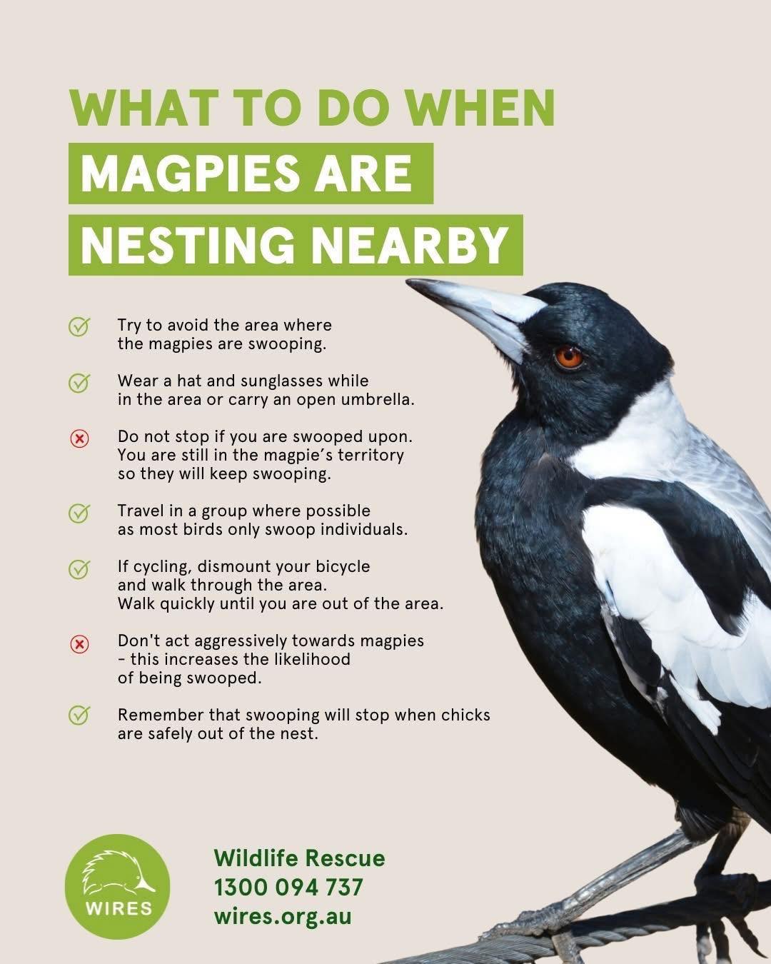 🚨 Look out – it’s magpie... - Spearwood Progress Association | Facebook