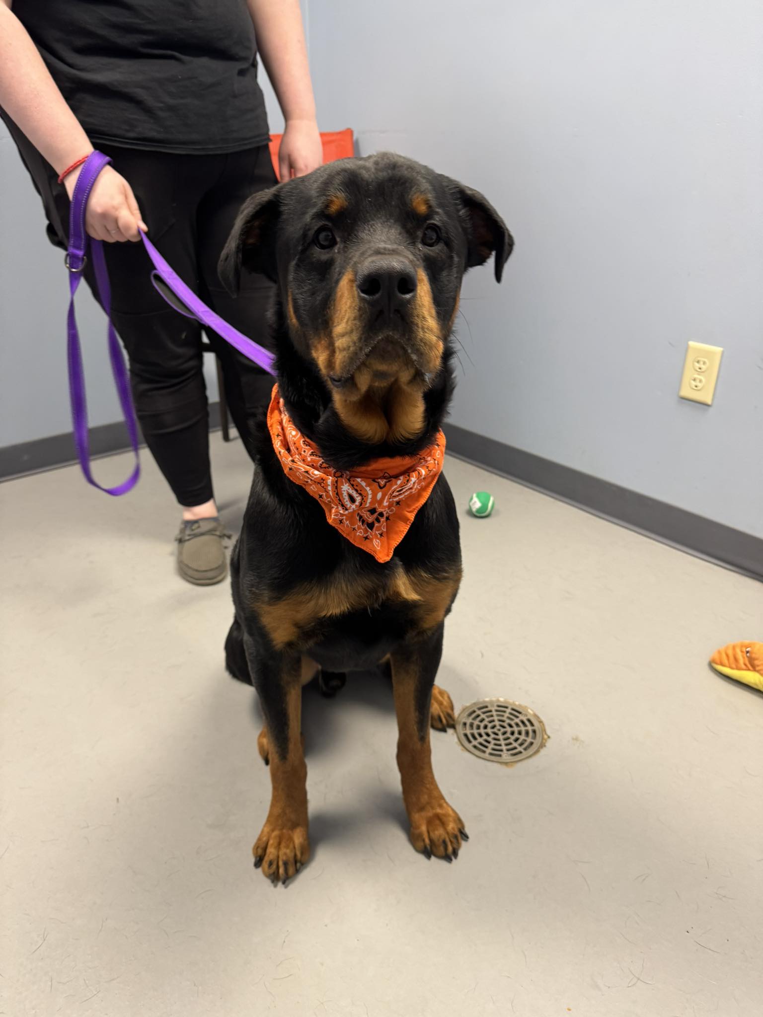 Volunteers - Rico has been adopted!! 6/14/2025 **Rico** Male ...