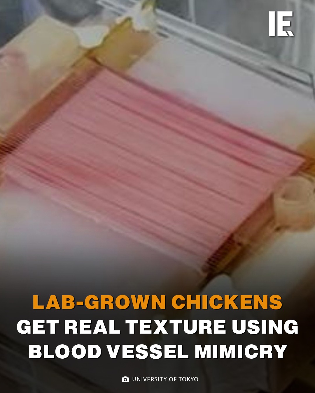 Interesting Engineering - Lab-grown chicken gets realistic texture with ...