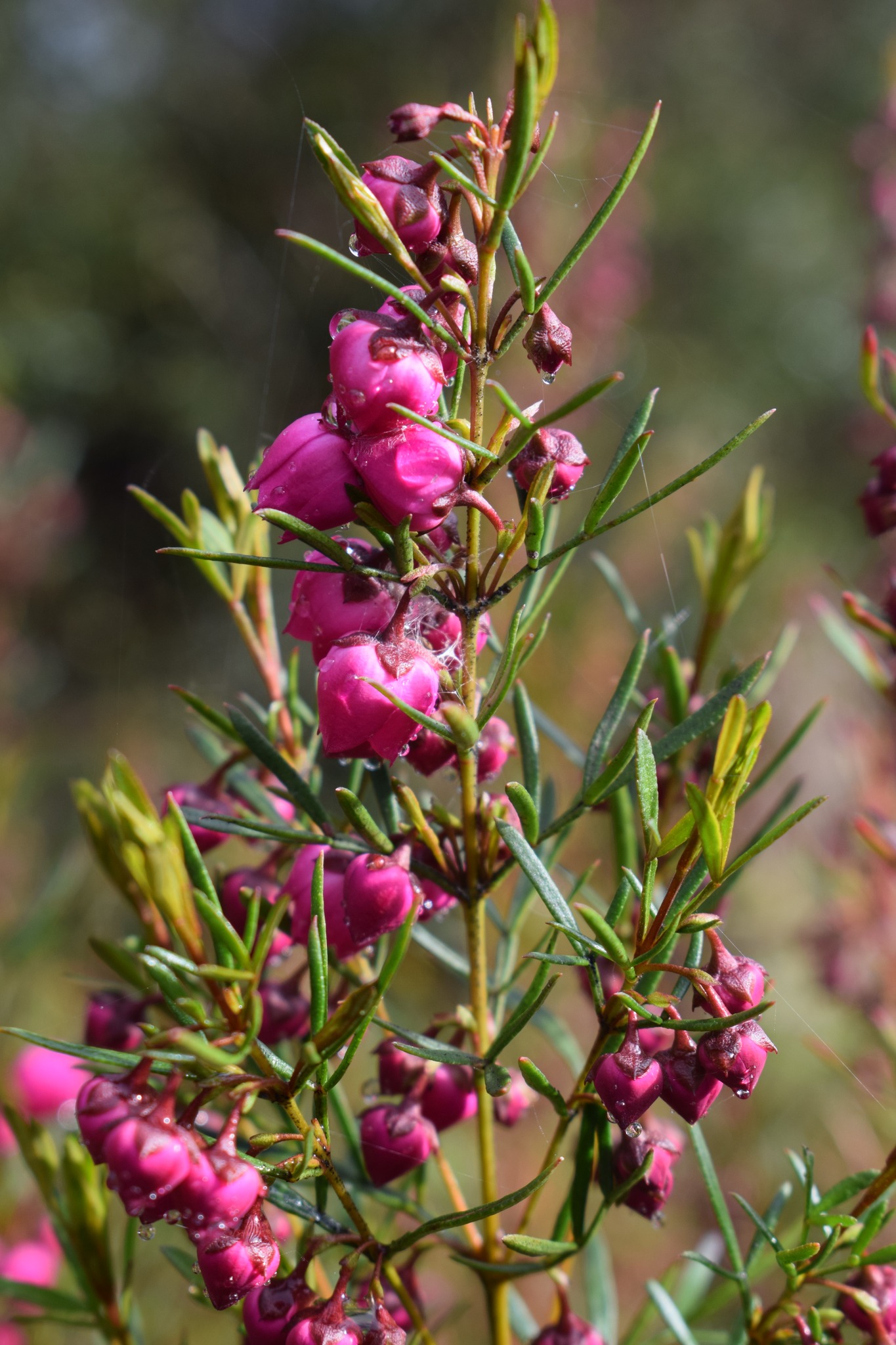 Oldina Nursery | Oldina TAS