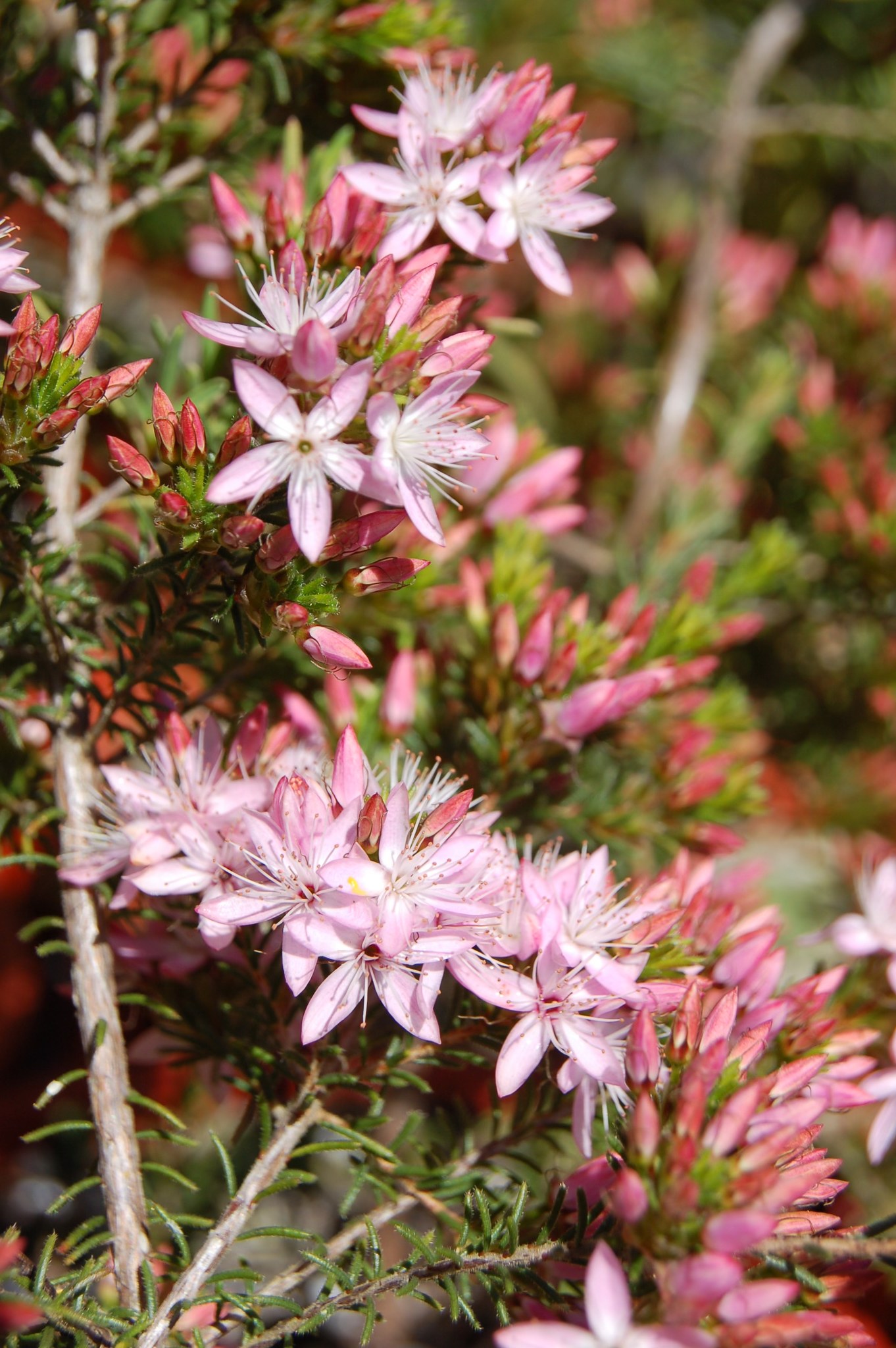 Oldina Nursery | Oldina TAS