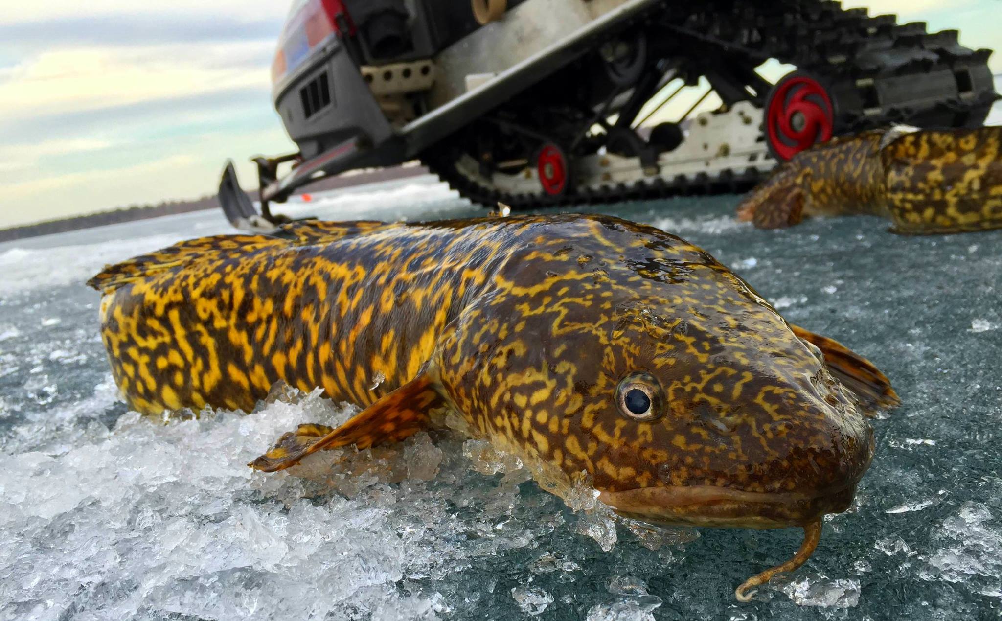 NYS - Managing sportfish populations for recreational angling is often ...