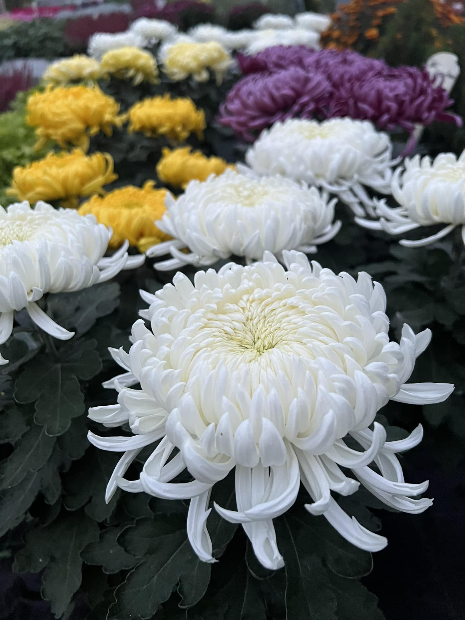 Unsere selbstproduzierten Topf-Deko-Chrysanthemen als besonders schöne Grabpflanzen! 🌱 #chrysantheme #topfchrysanthemen #friedhof #allerheiligen #grabbepflanzung #eigenproduktion #gärtnereischlegel #