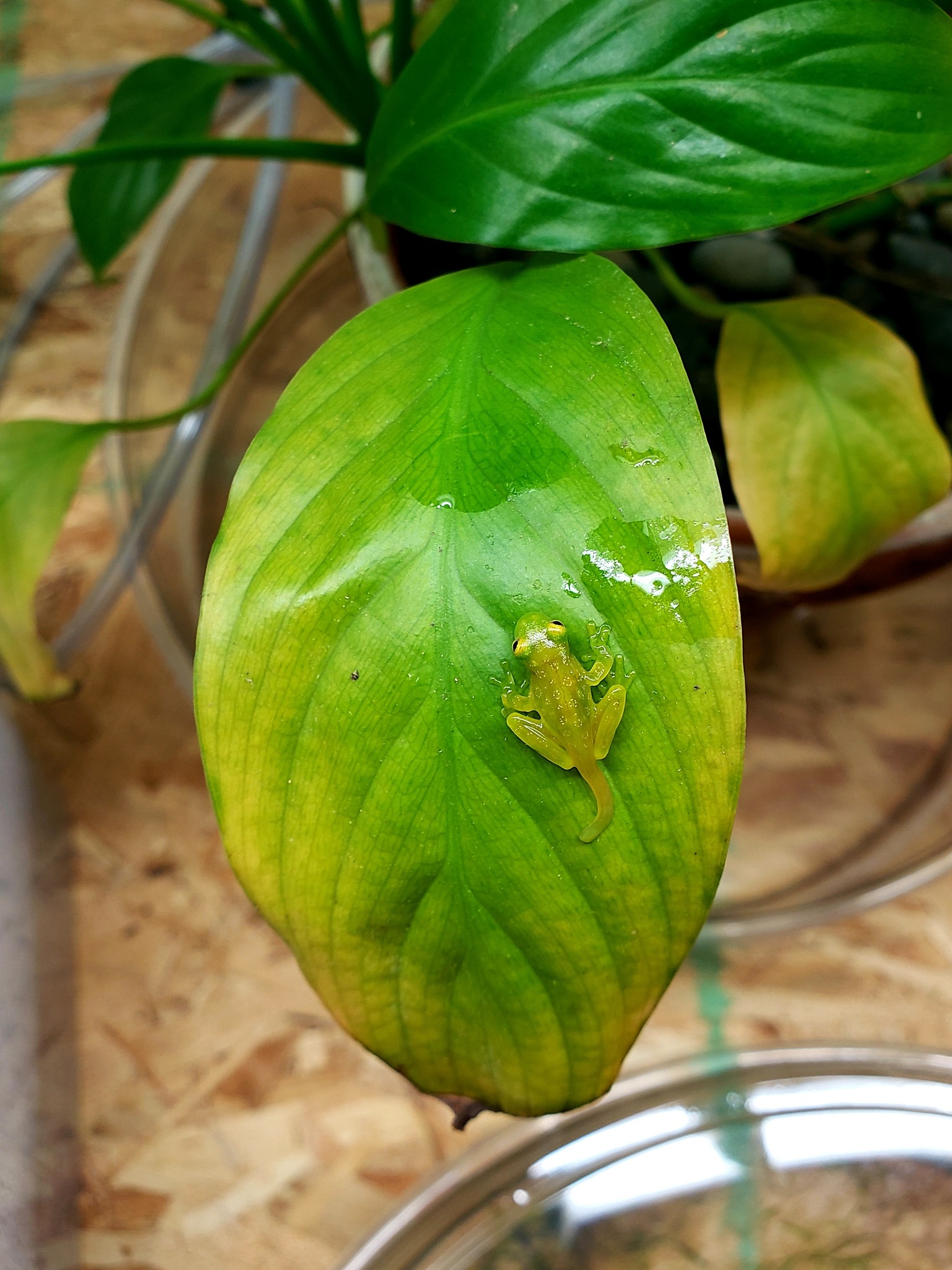 Josh's - 🐸 From Wiggly Blobs to Hoppy Friends! 🐸 Ever wondered what it ...