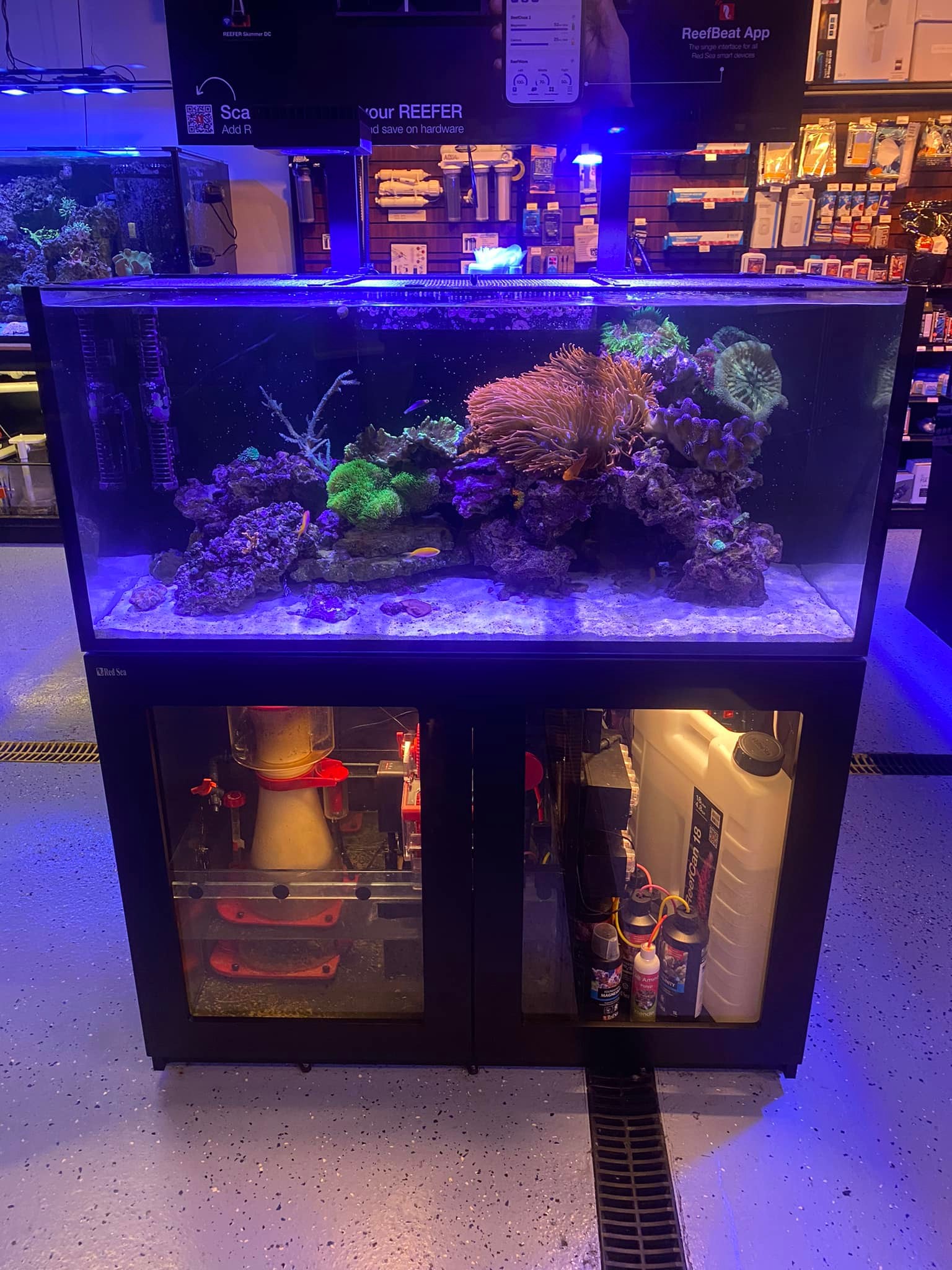 Reef eScape | Fairfax VA