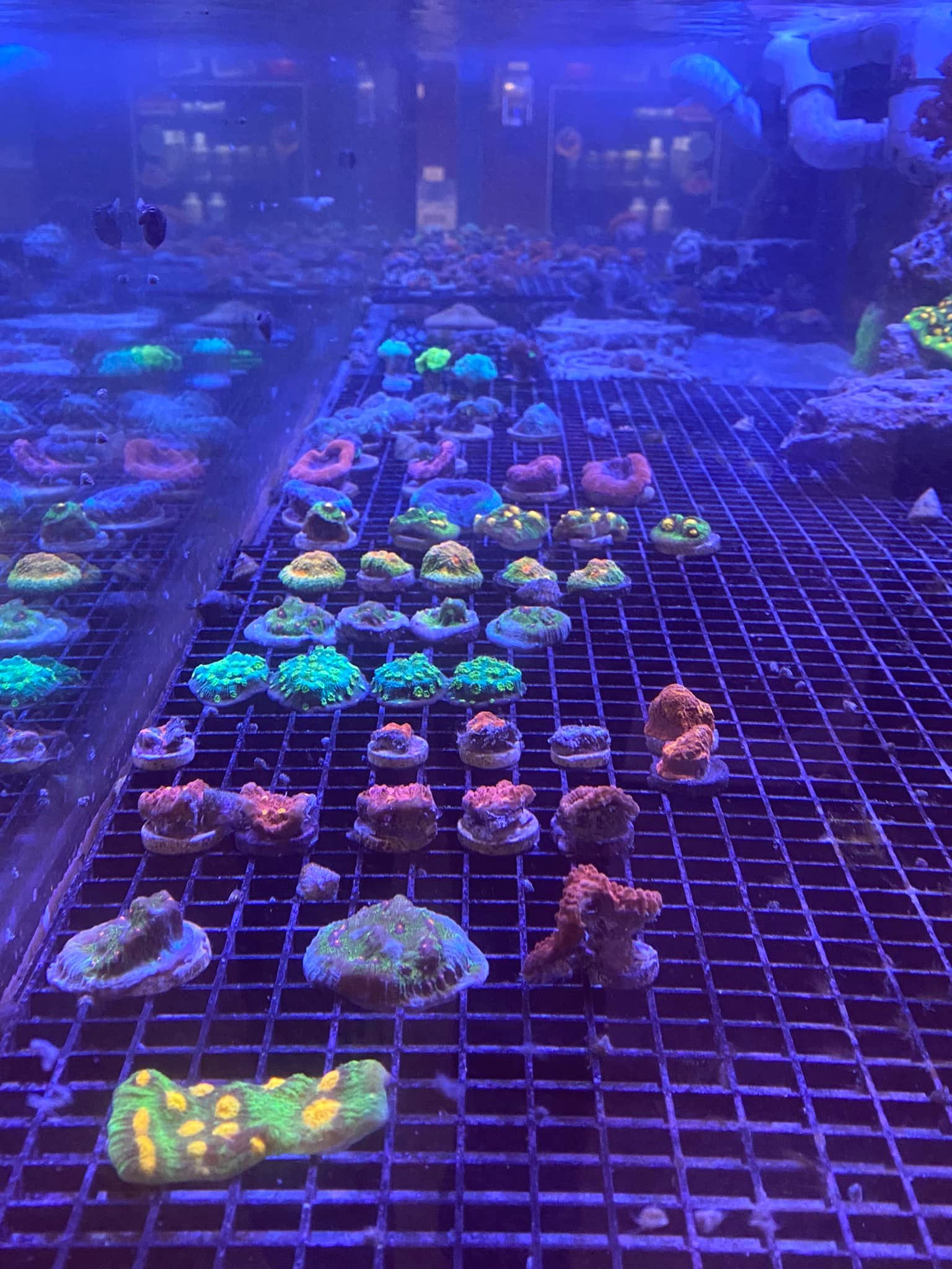 Reef eScape | Fairfax VA