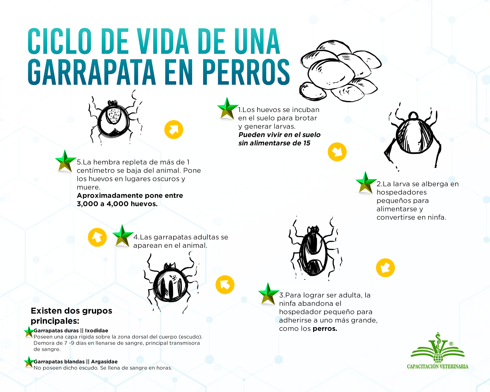 Capacitacion - #HuellaDelConociemiento 🐾 El ciclo de vida de las
