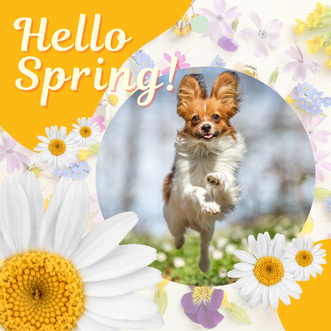 Downtown St. Pete Vet Clinic | Saint Petersburg FL