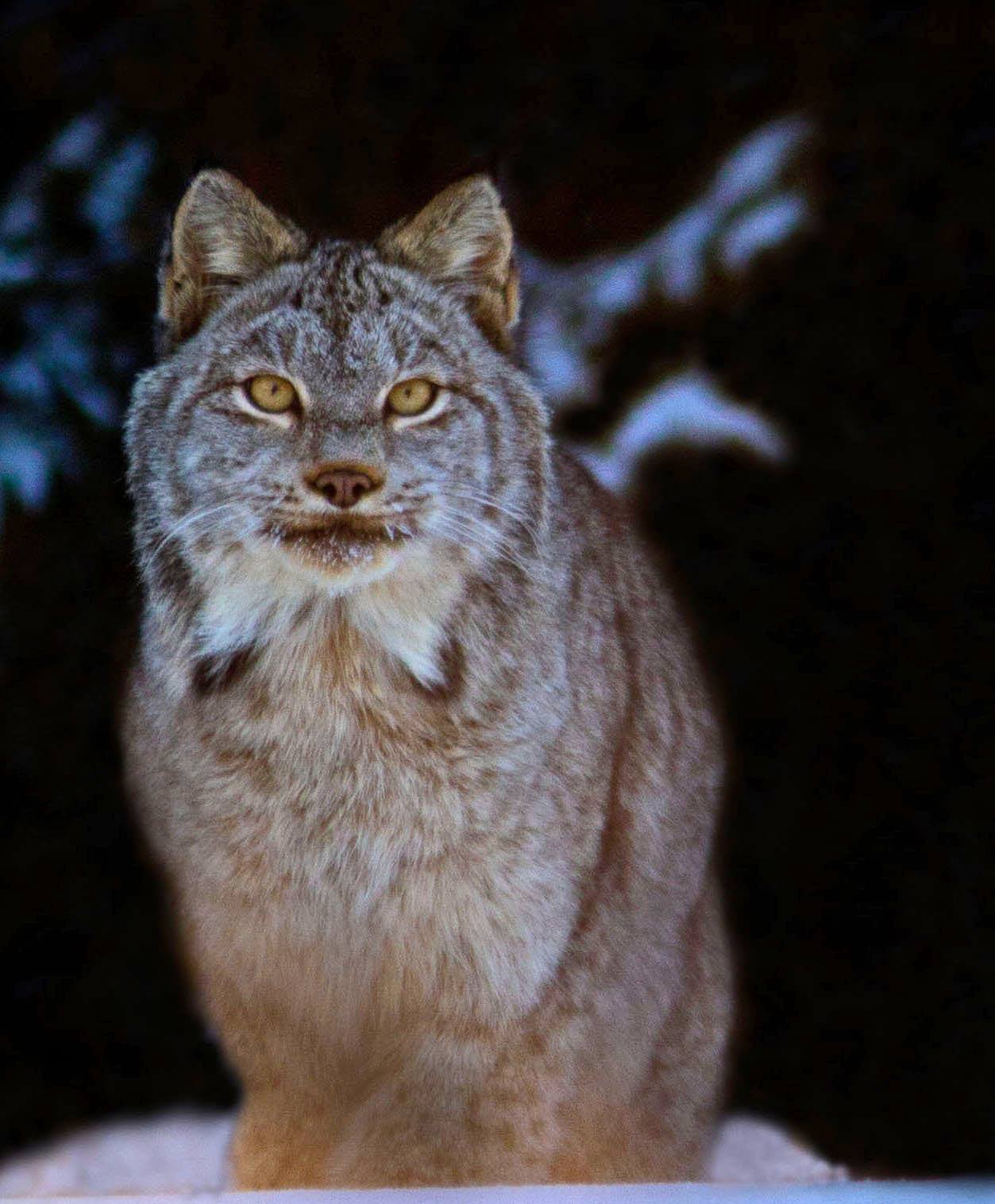 なつかしいLynx Canadian lynx and their love for boxes